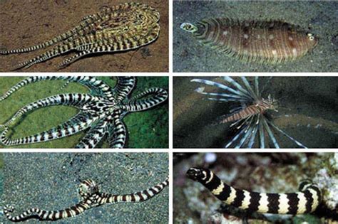 mimic octopus stingray|The Mimic Octopus (My First Ever Post) .